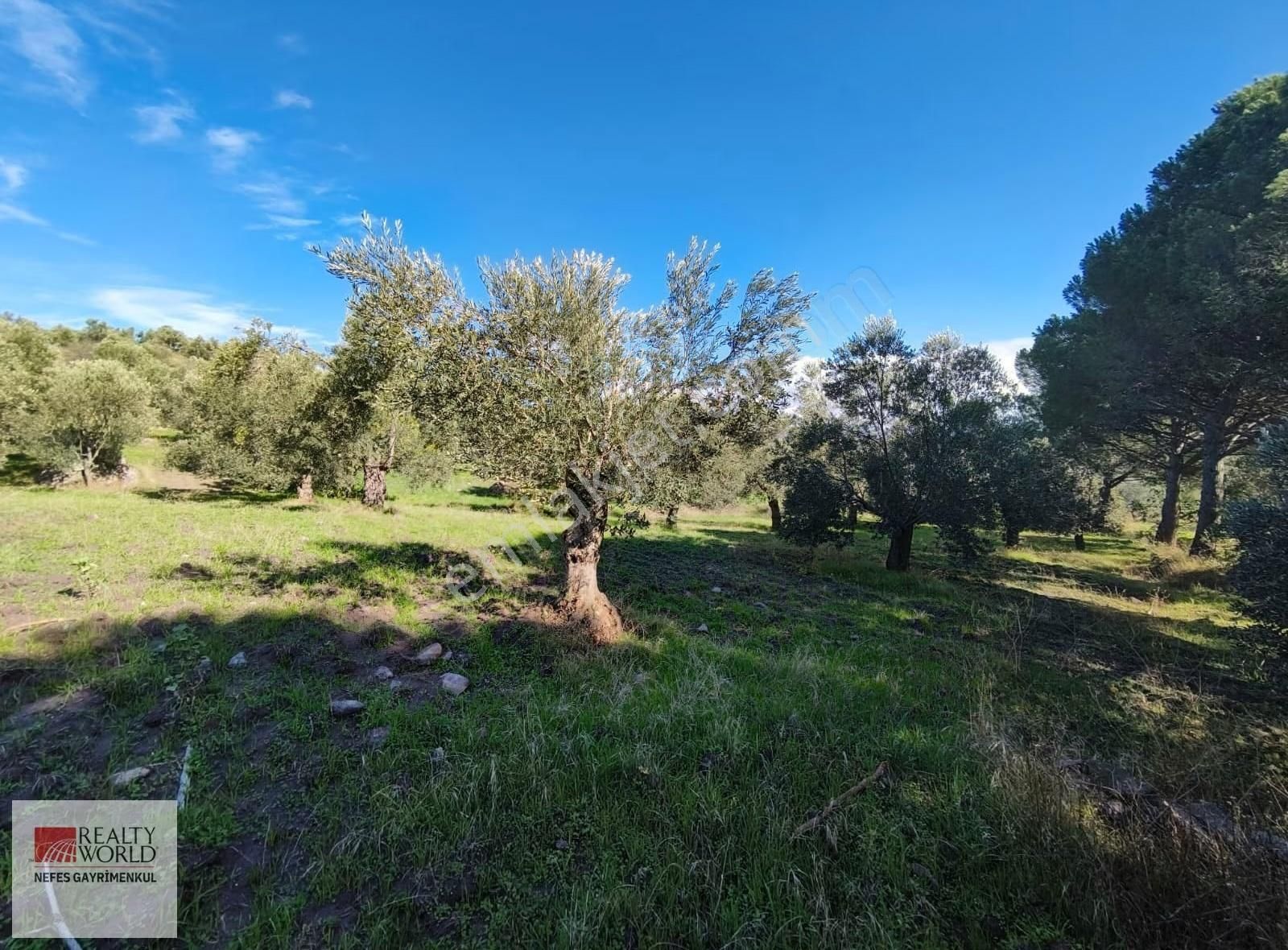 Rw Nefes'ten Burhaniye Şahinler Köyünde 6529 M² Zeytinlik - Görsel 14