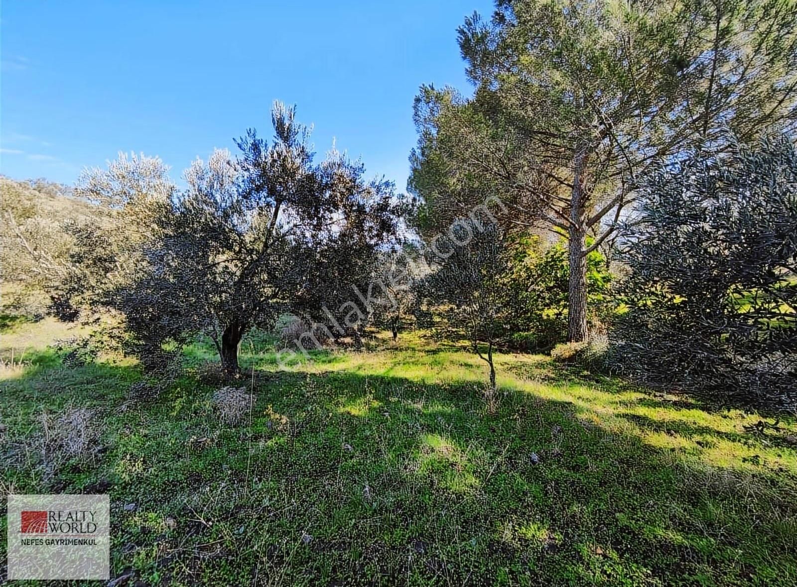 Rw Nefes'ten Burhaniye Şahinler Köyünde 6529 M² Zeytinlik - Görsel 15