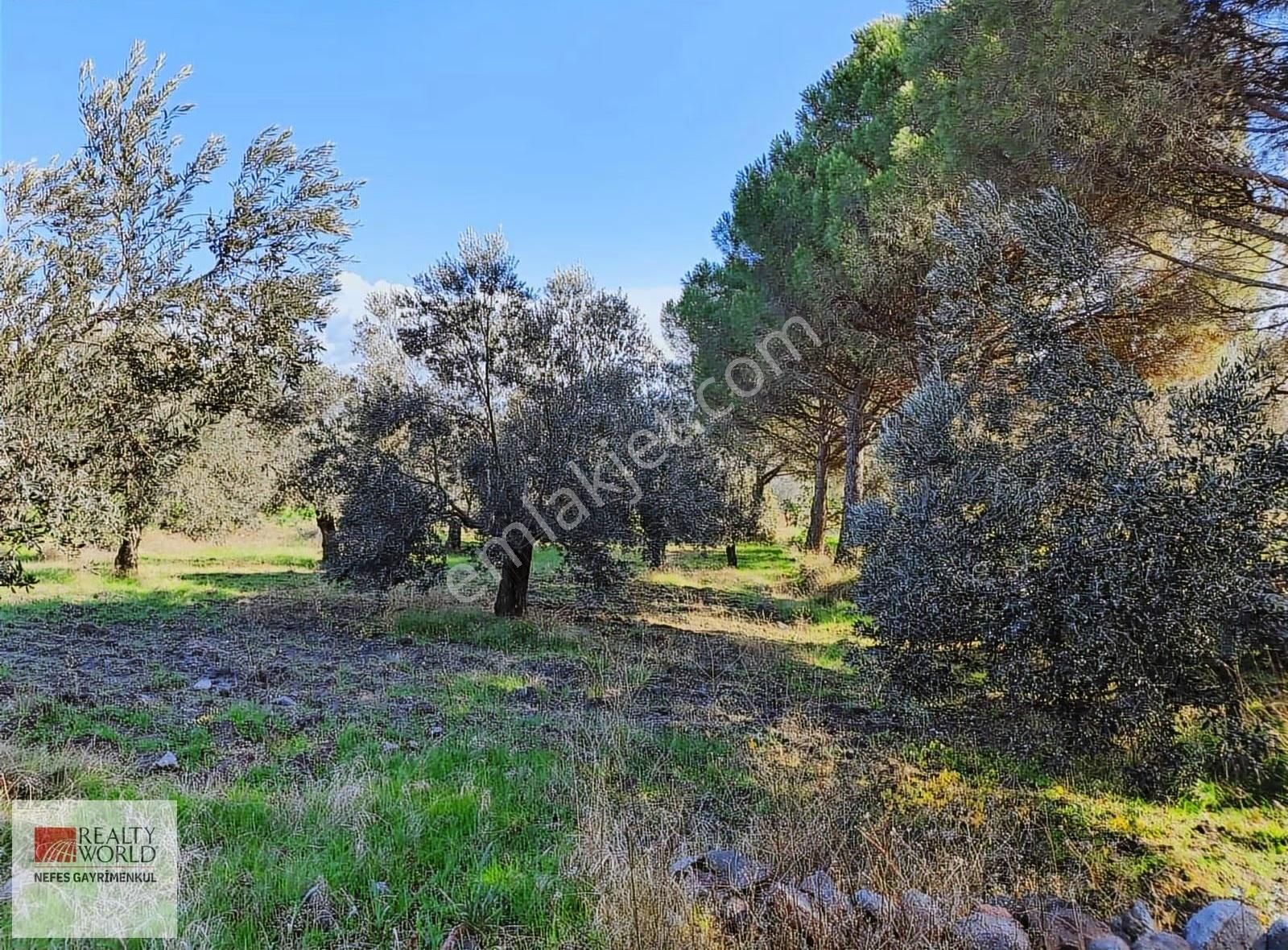 Rw Nefes'ten Burhaniye Şahinler Köyünde 6529 M² Zeytinlik - Görsel 7