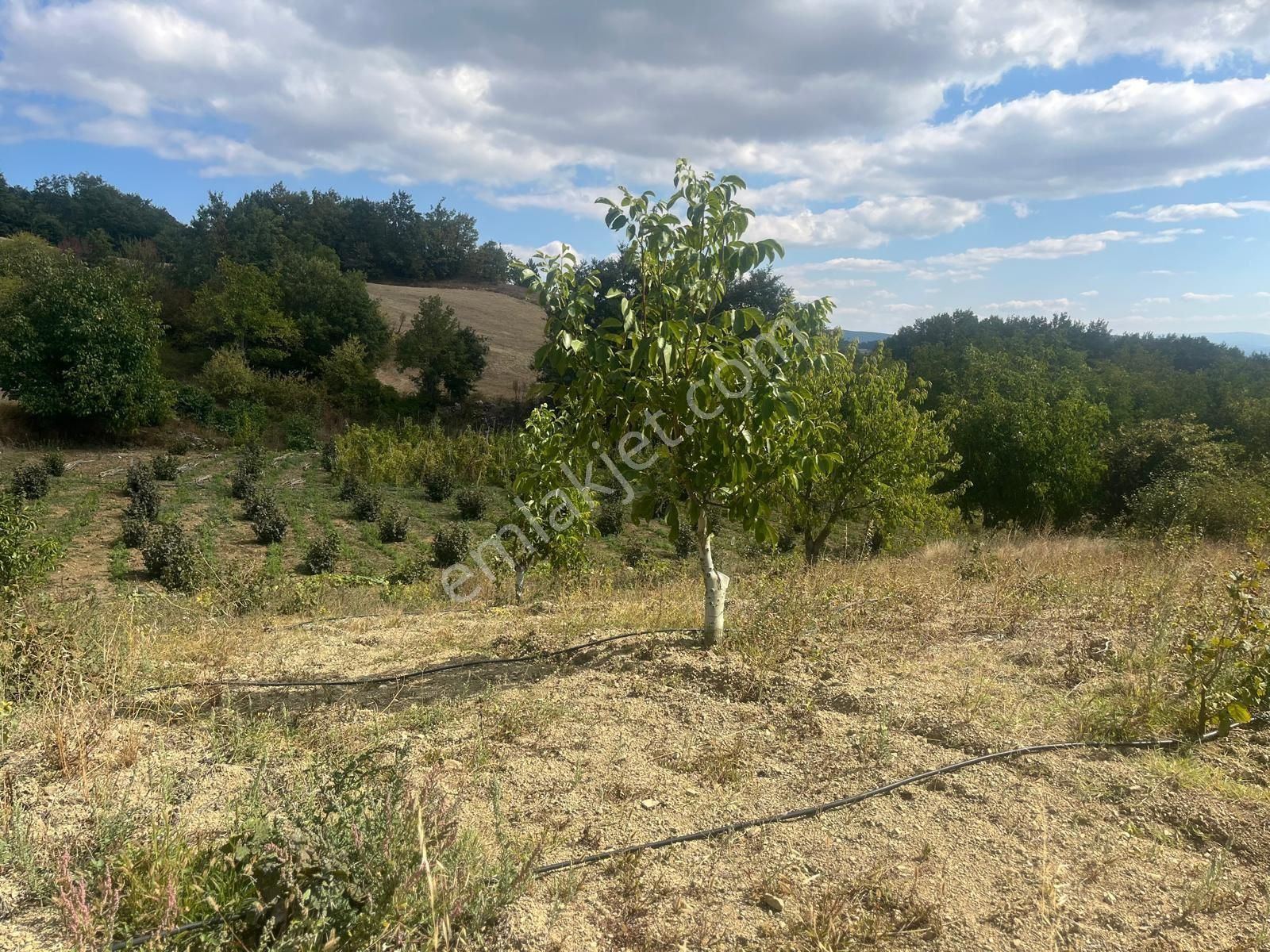 Sakarya Geyve Sabırlar Mahallesi’nde 555 Metrekare Asfalt Yola Cepheli İmar Bekleyen Arsamız - Görsel 13