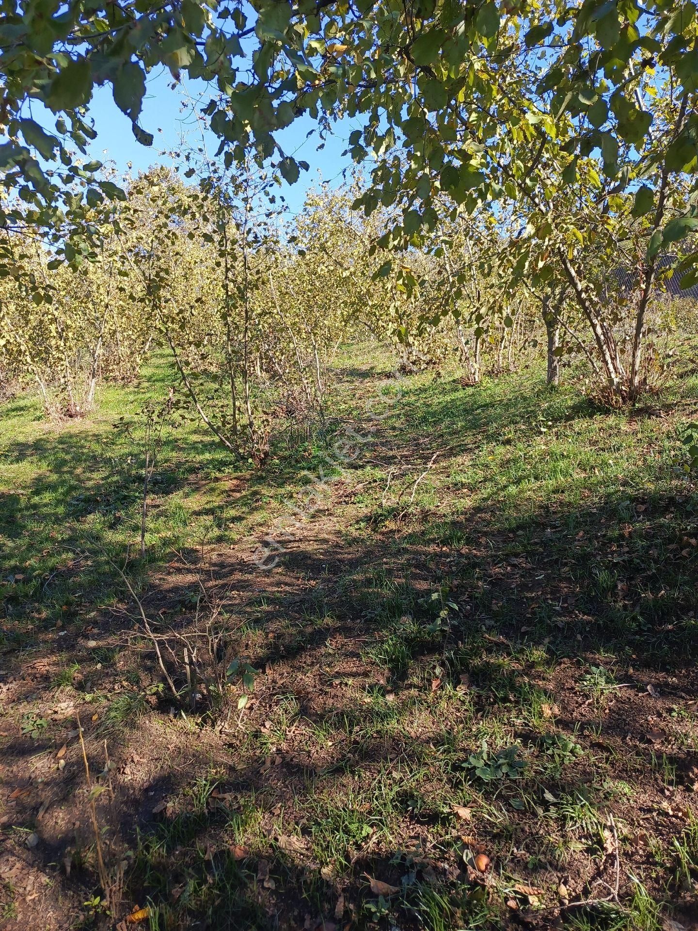 Sakarya Akyazida Köy İc - Görsel 2