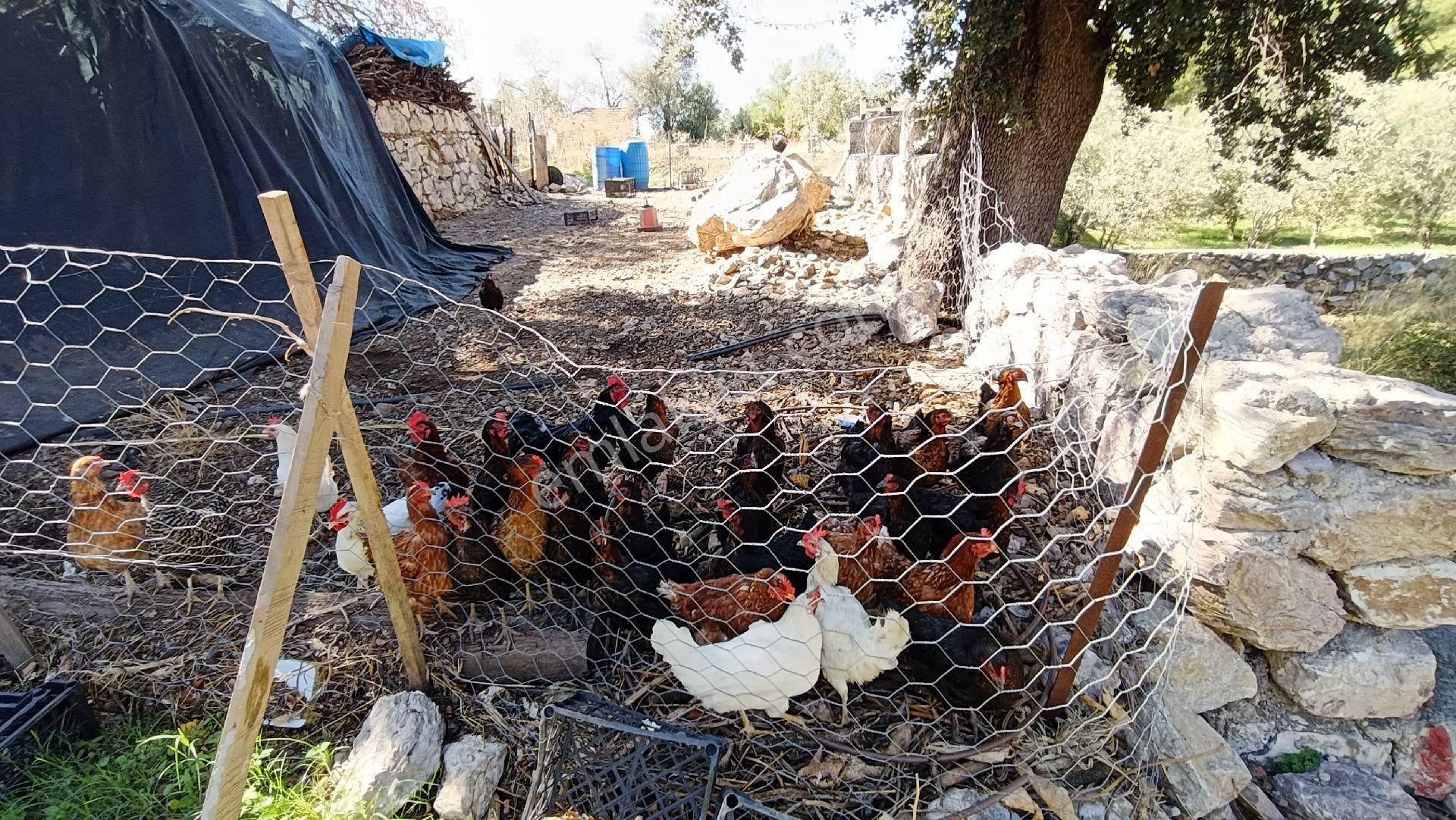 Joker: Söğüt Kırsal Yerleşik Alanda Sahile 1 Dakika - Görsel 10