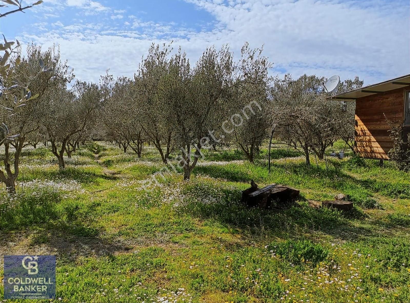 Menderes Coldwell Banker Poyraz'dan Tek Tapulu Zeytinlik - Görsel 9