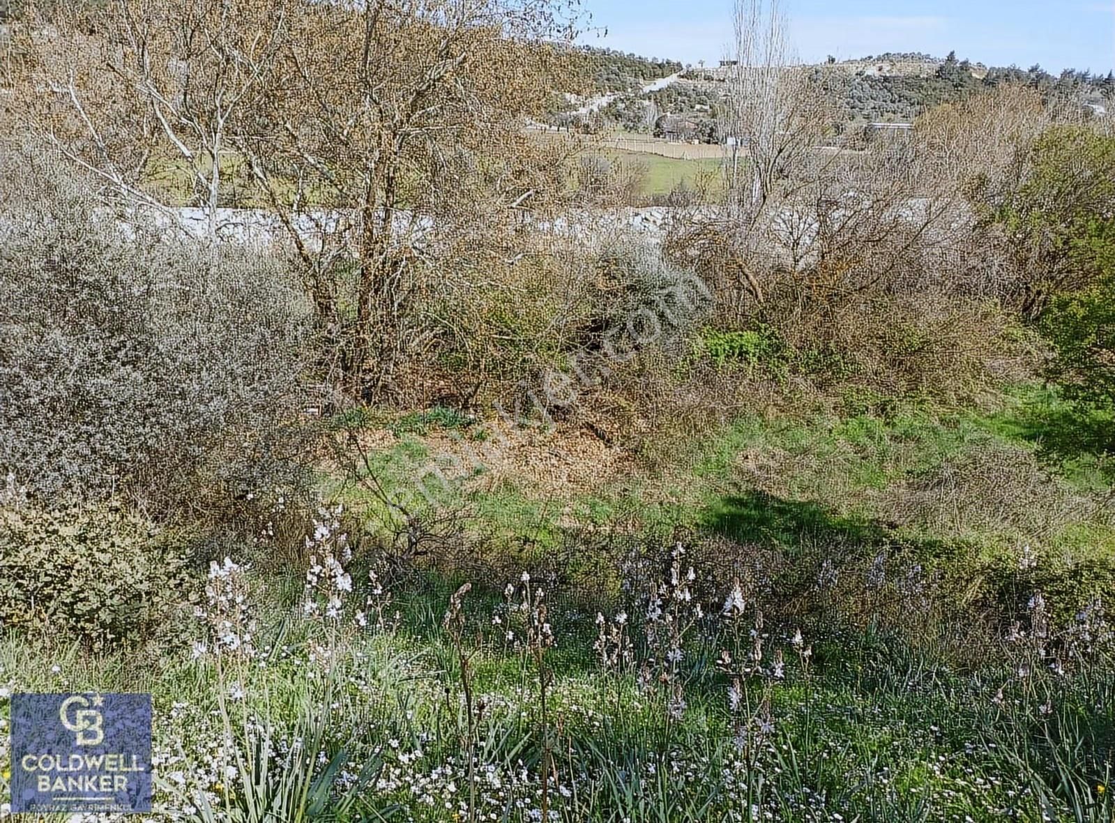 Menderes Coldwell Banker Poyraz'dan Tek Tapulu Zeytinlik - Görsel 7