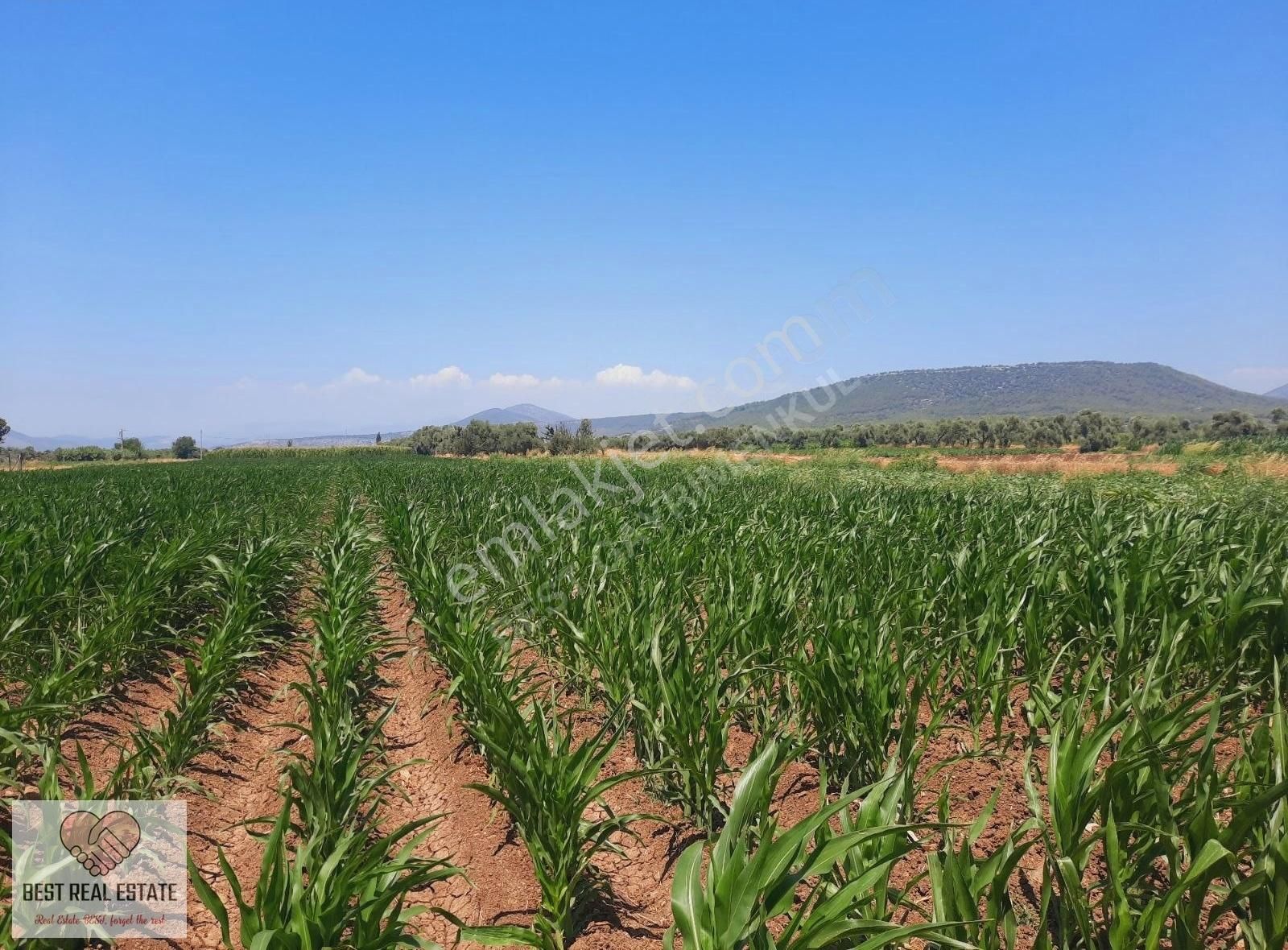 Milas Ağaçlıhüyük Te 4.988m² Resmı Yola Sıfır Fırsat Tarla - Görsel 25