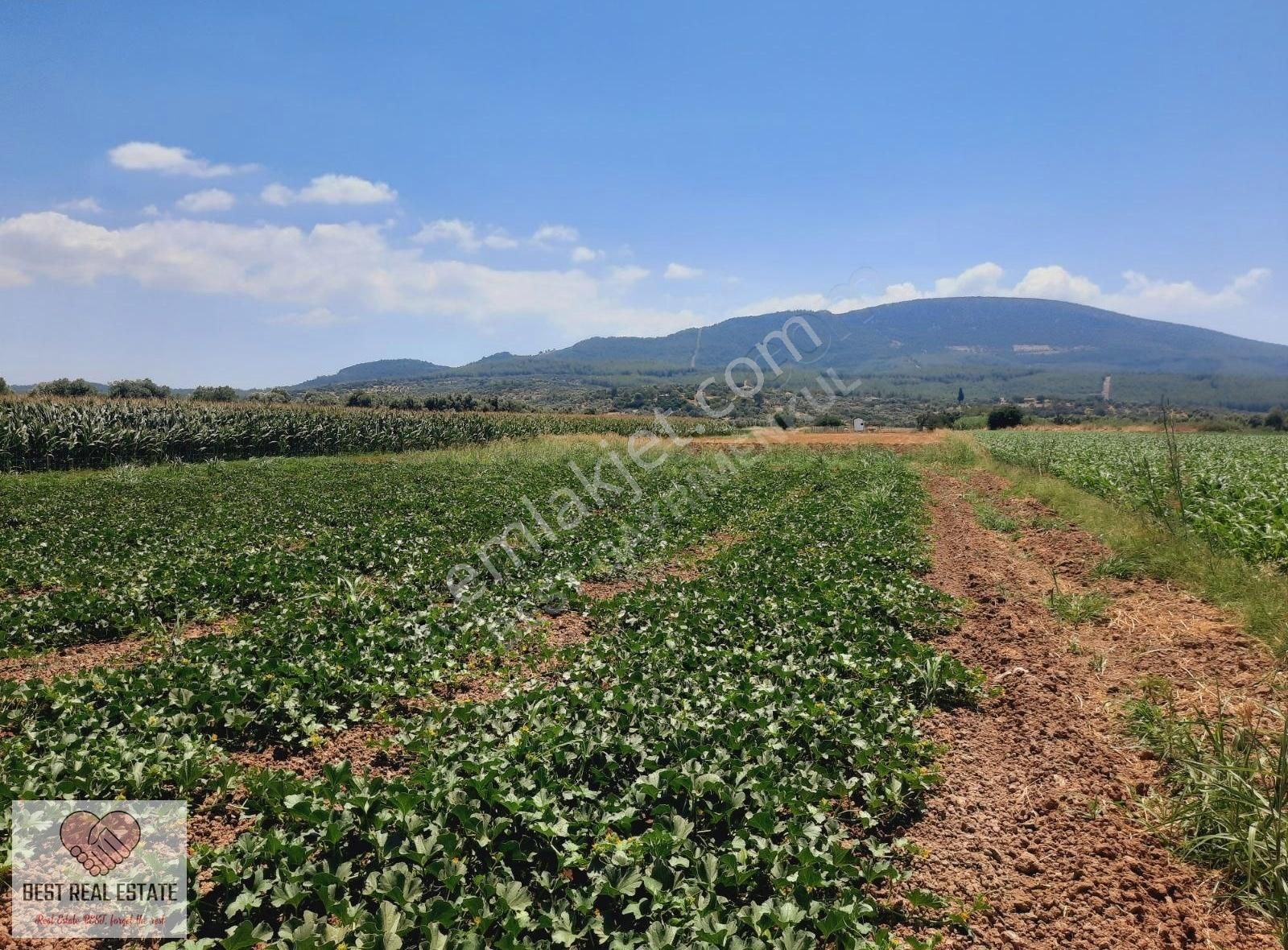 Milas Ağaçlıhüyük Te 4.988m² Resmı Yola Sıfır Fırsat Tarla - Görsel 6