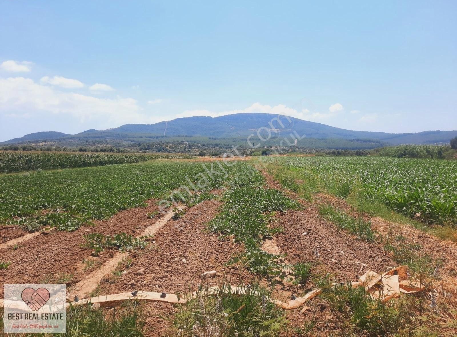 Bodrum Milas Karayolu Üzeri Ağaçlıhüyük Köyünde 4155 M² Tarla - Görsel 4