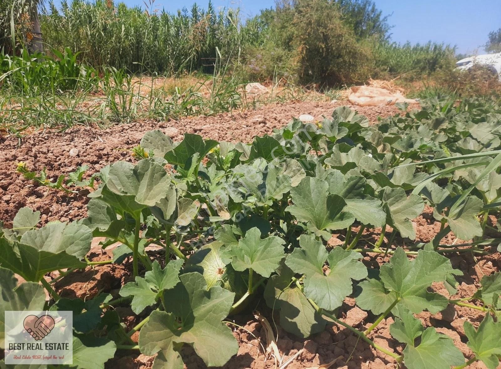 Bodrum Milas Karayolu Üzeri Ağaçlıhüyük Köyünde 4155 M² Tarla - Görsel 17