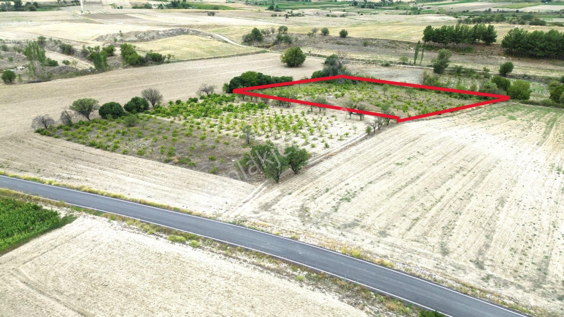 Burdur Merkez Hacılar 7 Dönüm Üzüm Bağı Yatırımlık - Görsel 9