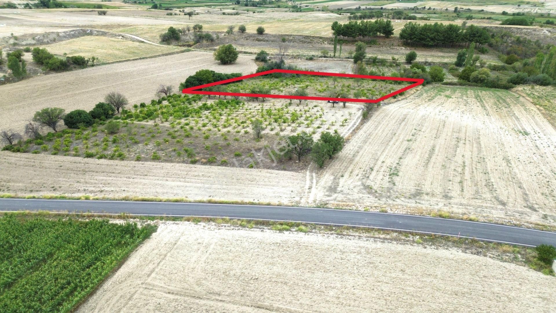 Burdur Merkez Hacılar 7 Dönüm Üzüm Bağı Yatırımlık - Görsel 8