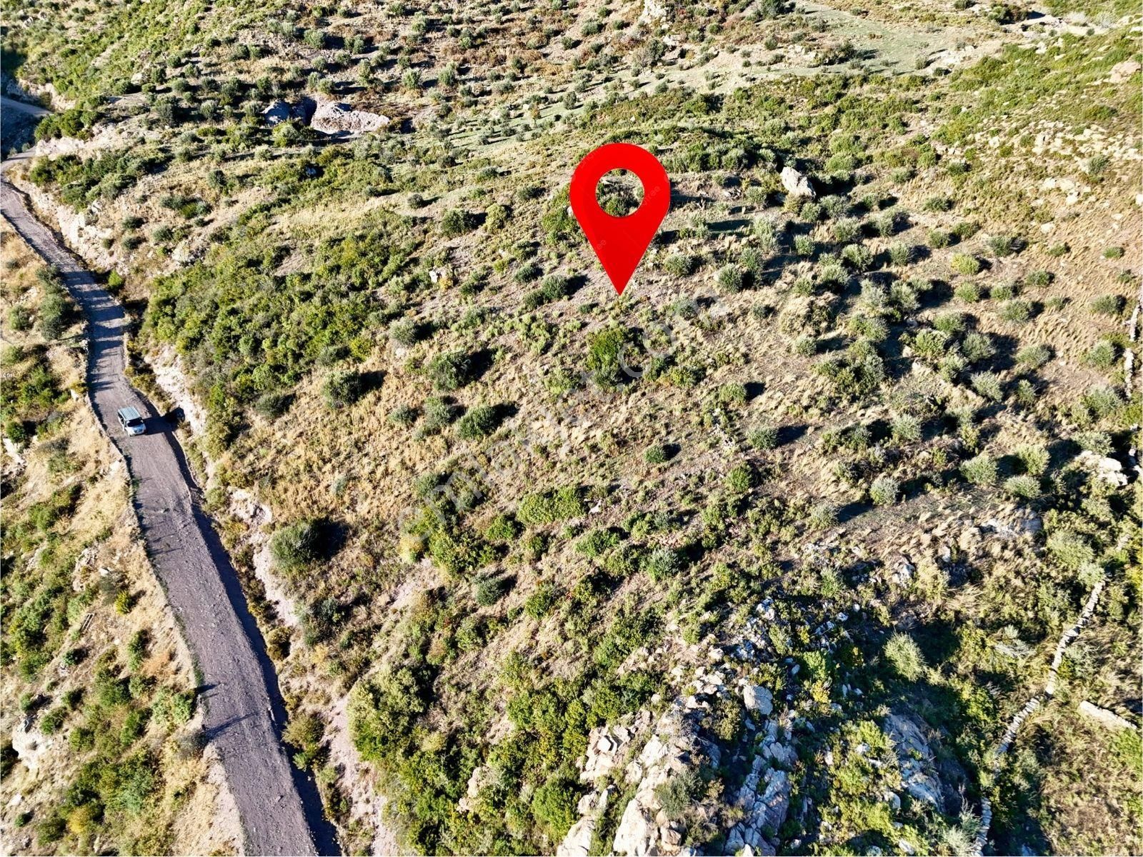 Yatırım İçin Fırsat: Milas Akçakayada 12.433 M² Zeytinli Tarla