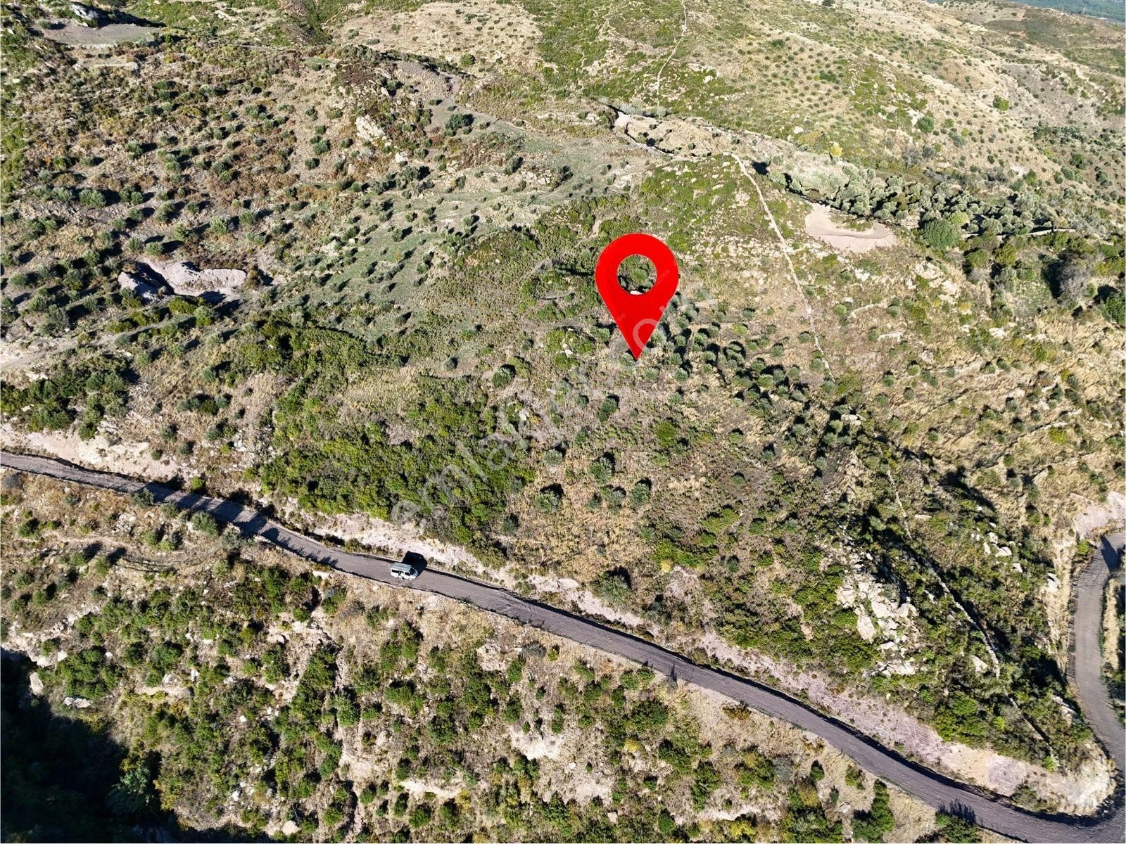 Yatırım İçin Fırsat: Milas Akçakayada 12.433 M² Zeytinli Tarla - Görsel 4