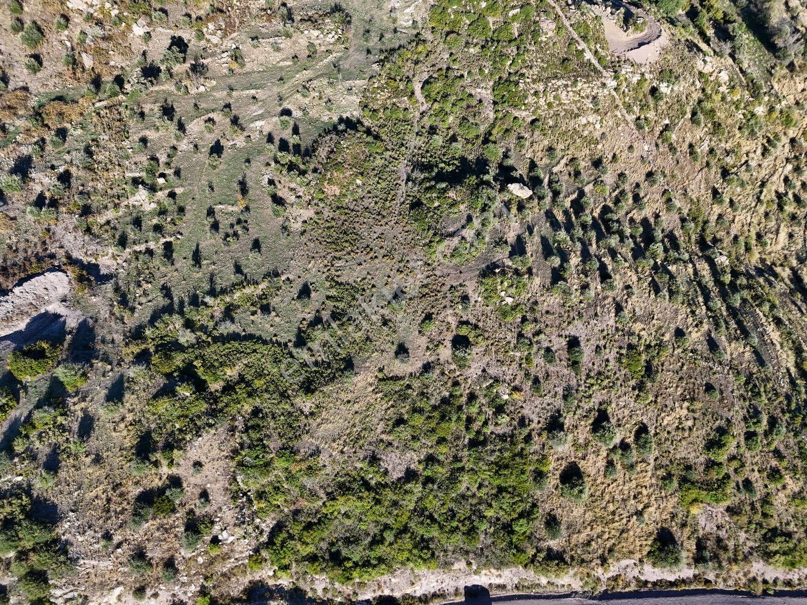 Yatırım İçin Fırsat: Milas Akçakayada 12.433 M² Zeytinli Tarla - Görsel 16