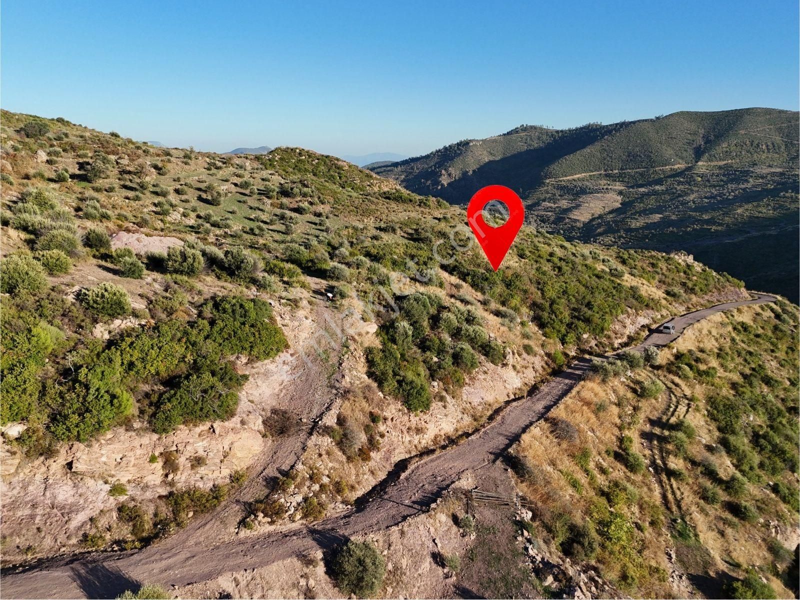 Yatırım İçin Fırsat: Milas Akçakayada 12.433 M² Zeytinli Tarla - Görsel 2