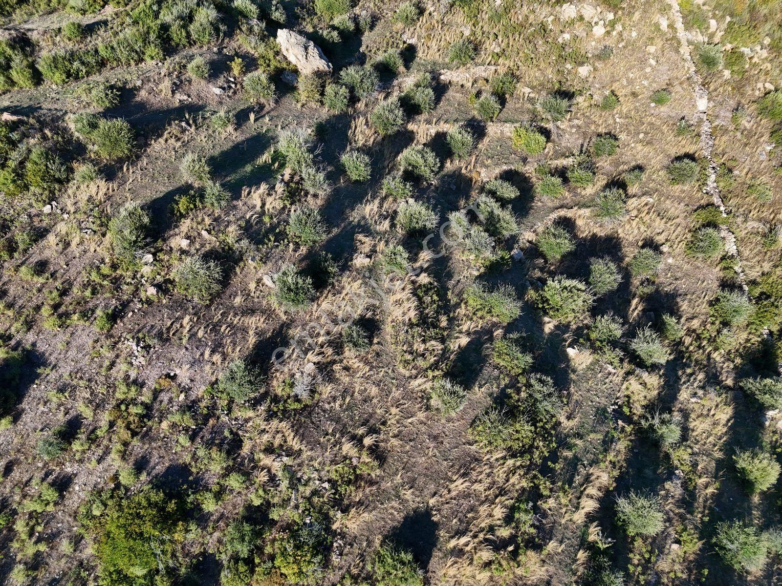 Yatırım İçin Fırsat: Milas Akçakayada 12.433 M² Zeytinli Tarla - Görsel 32