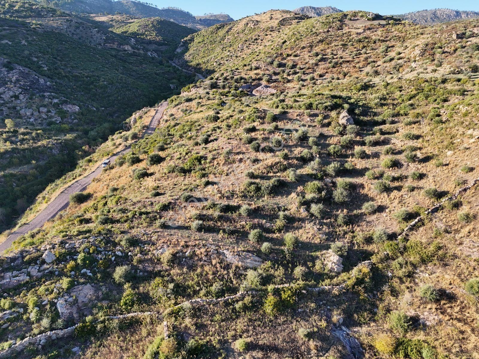 Yatırım İçin Fırsat: Milas Akçakayada 12.433 M² Zeytinli Tarla - Görsel 34