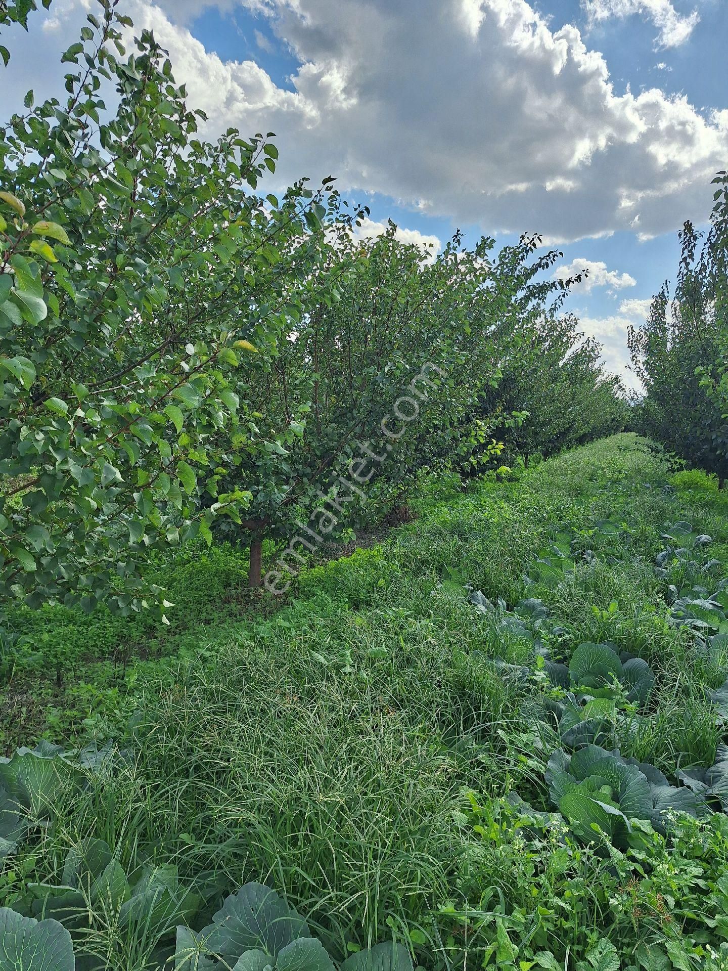 Yetişkin Kayısı Bahcesi - Görsel 7