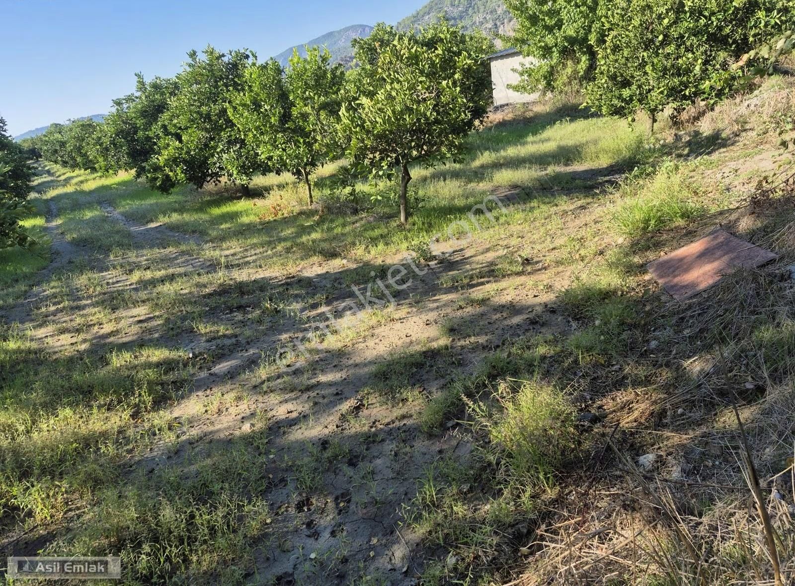 Asil Emlaktan Ortaca Yeşilyurt Mah.de Satılık Arsa - Görsel 5