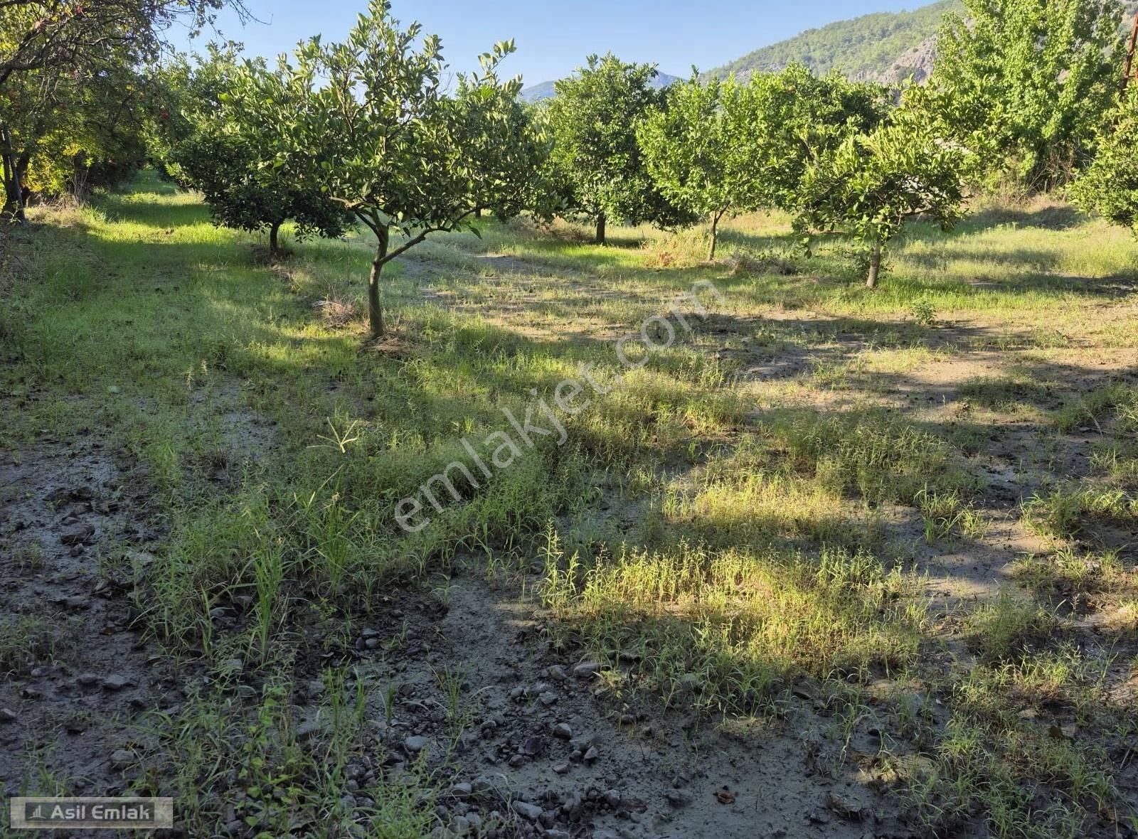 Asil Emlaktan Ortaca Yeşilyurt Mah.de Satılık Arsa - Görsel 7