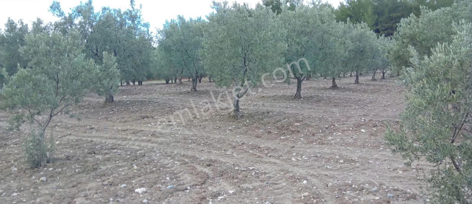 Ayverdi Emlak Dan Asfalt Cepheli 15.700 M²zeytinlik - Görsel 4