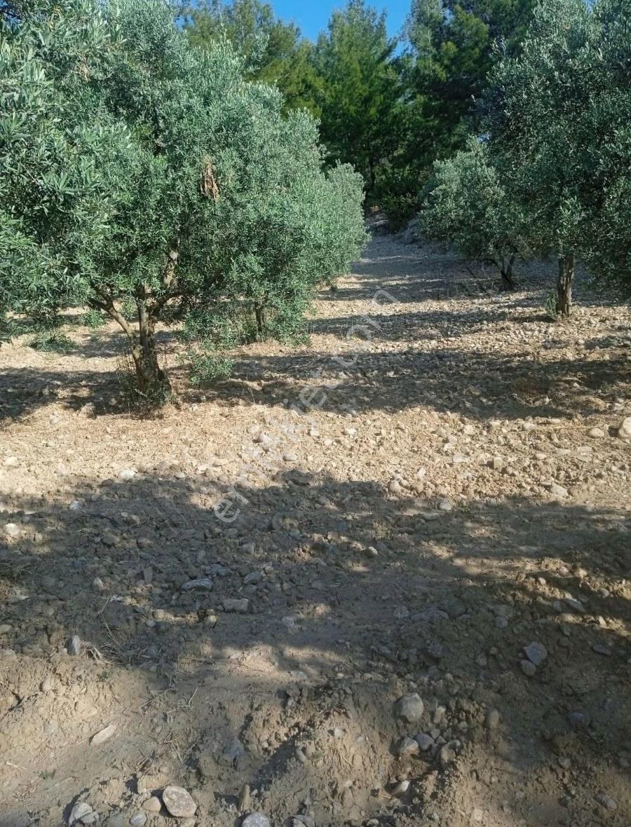 Ayverdi Emlak Dan Asfalt Cepheli 15.700 M²zeytinlik - Görsel 3