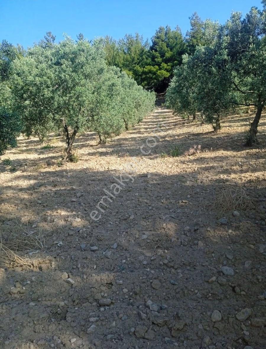 Ayverdi Emlak Dan Asfalt Cepheli 15.700 M²zeytinlik - Görsel 6