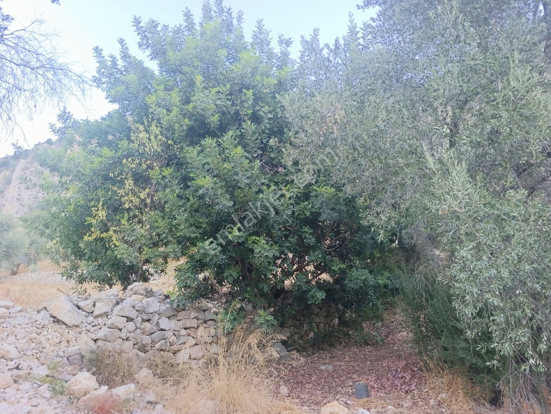 Datça Satılık Arazi Kadastral Yolu Var Sındı'da - Görsel 33