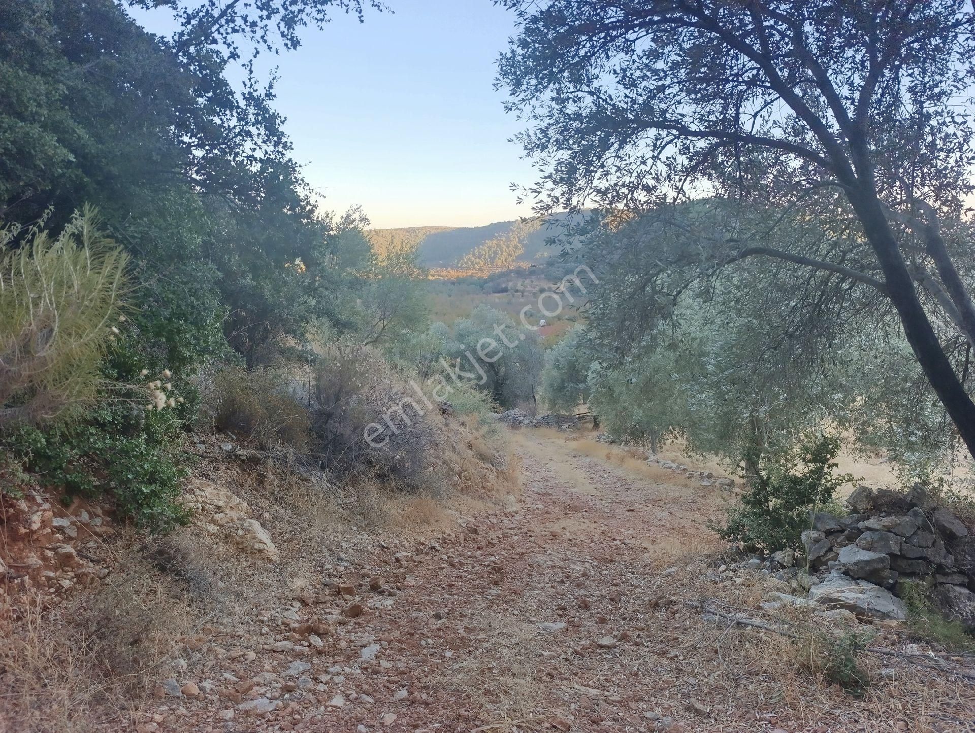 Datça Satılık Arazi Kadastral Yolu Var Sındı'da - Görsel 24