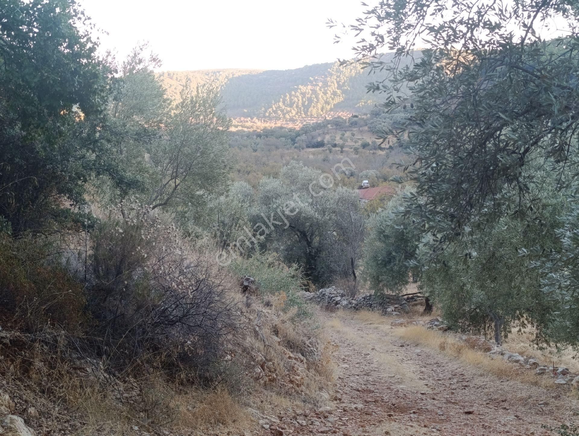 Datça Satılık Arazi Kadastral Yolu Var Sındı'da - Görsel 25