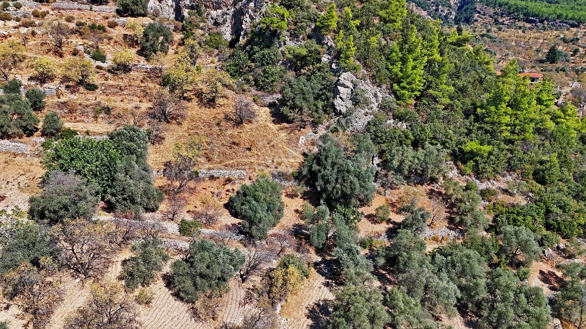 Datça Satılık Arazi Kadastral Yolu Var Sındı'da - Görsel 12