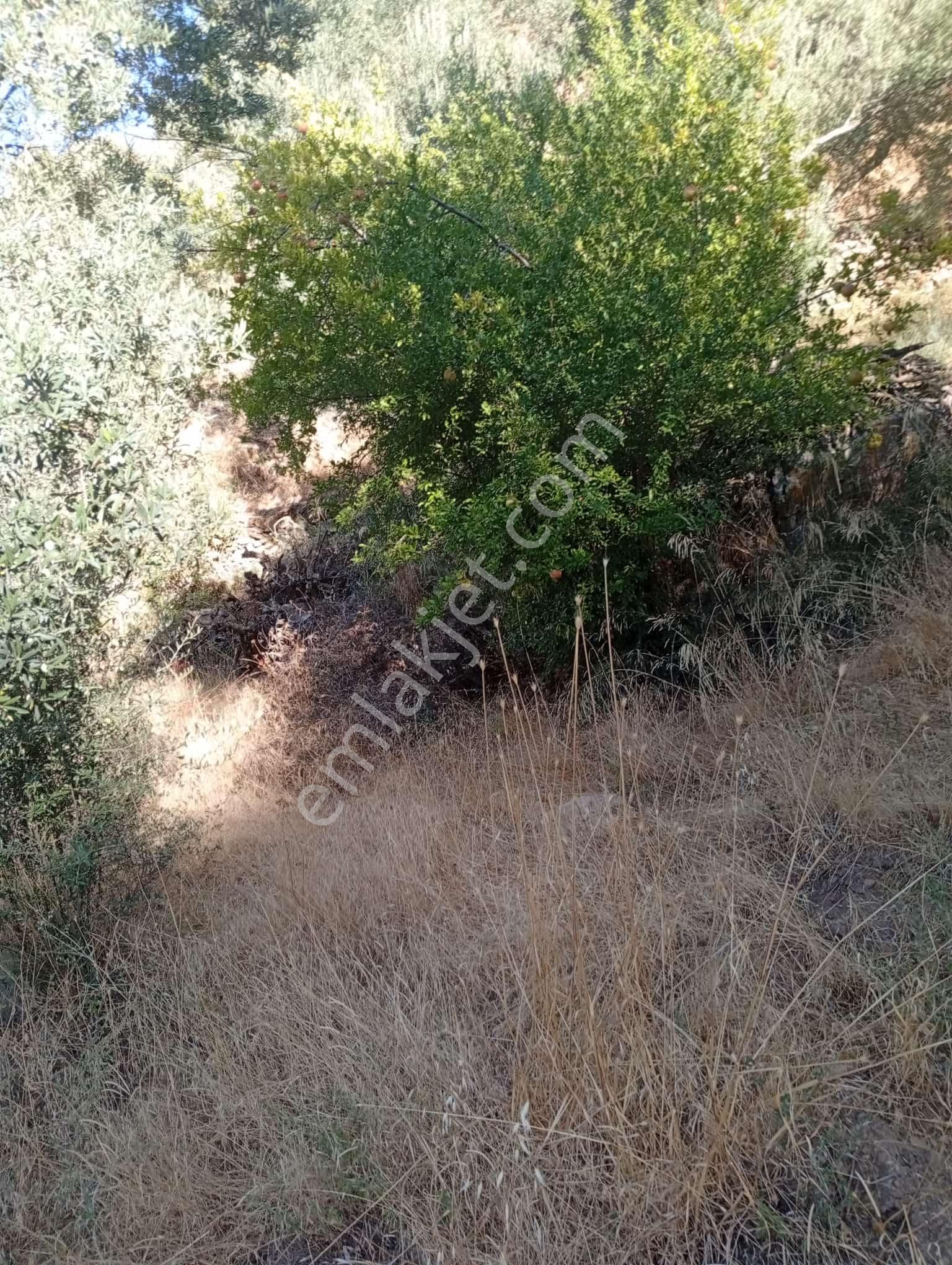 Köyevi Ve Zeytin Bahçesi 6.782 M2 - Görsel 16