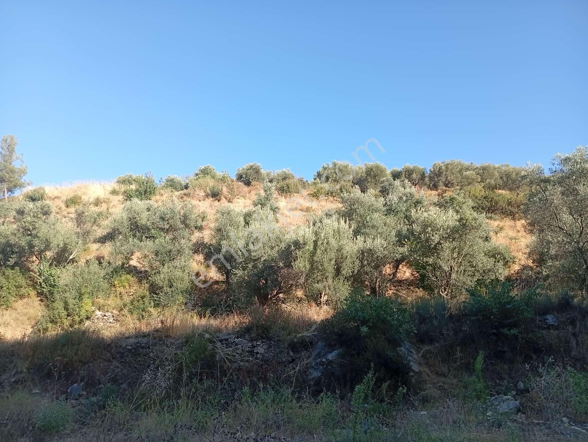 Köyevi Ve Zeytin Bahçesi 6.782 M2 - Görsel 21