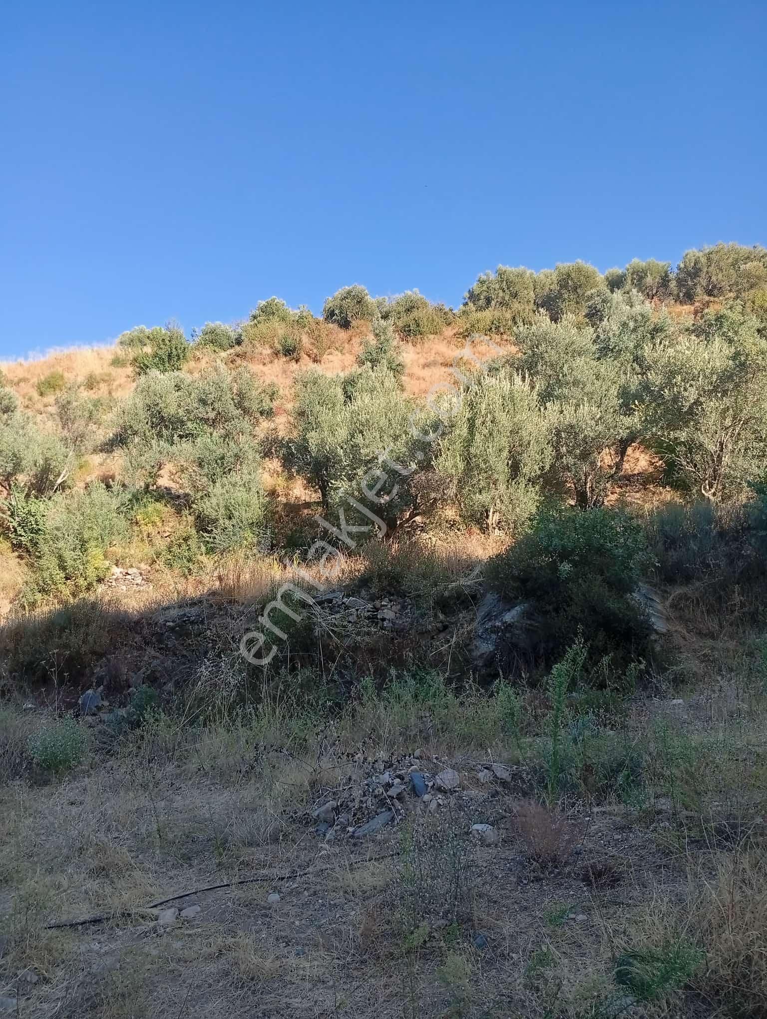 Köyevi Ve Zeytin Bahçesi 6.782 M2 - Görsel 11
