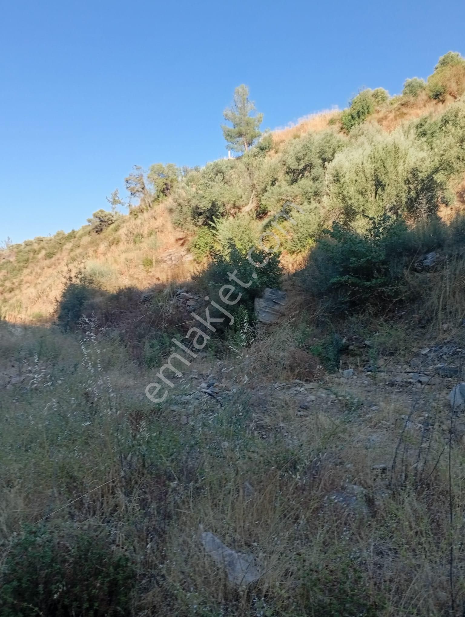 Köyevi Ve Zeytin Bahçesi 6.782 M2 - Görsel 24