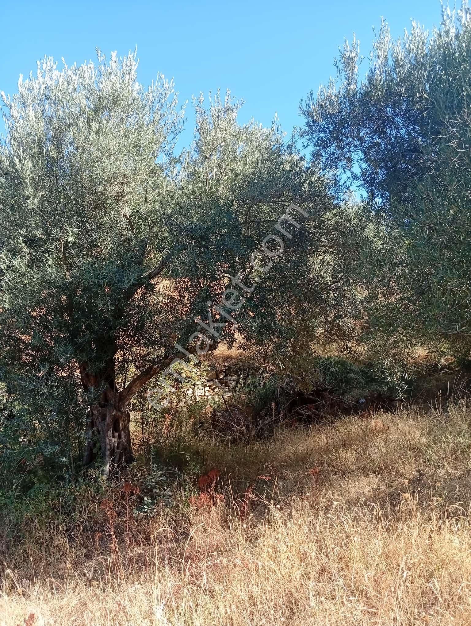 Köyevi Ve Zeytin Bahçesi 6.782 M2 - Görsel 18