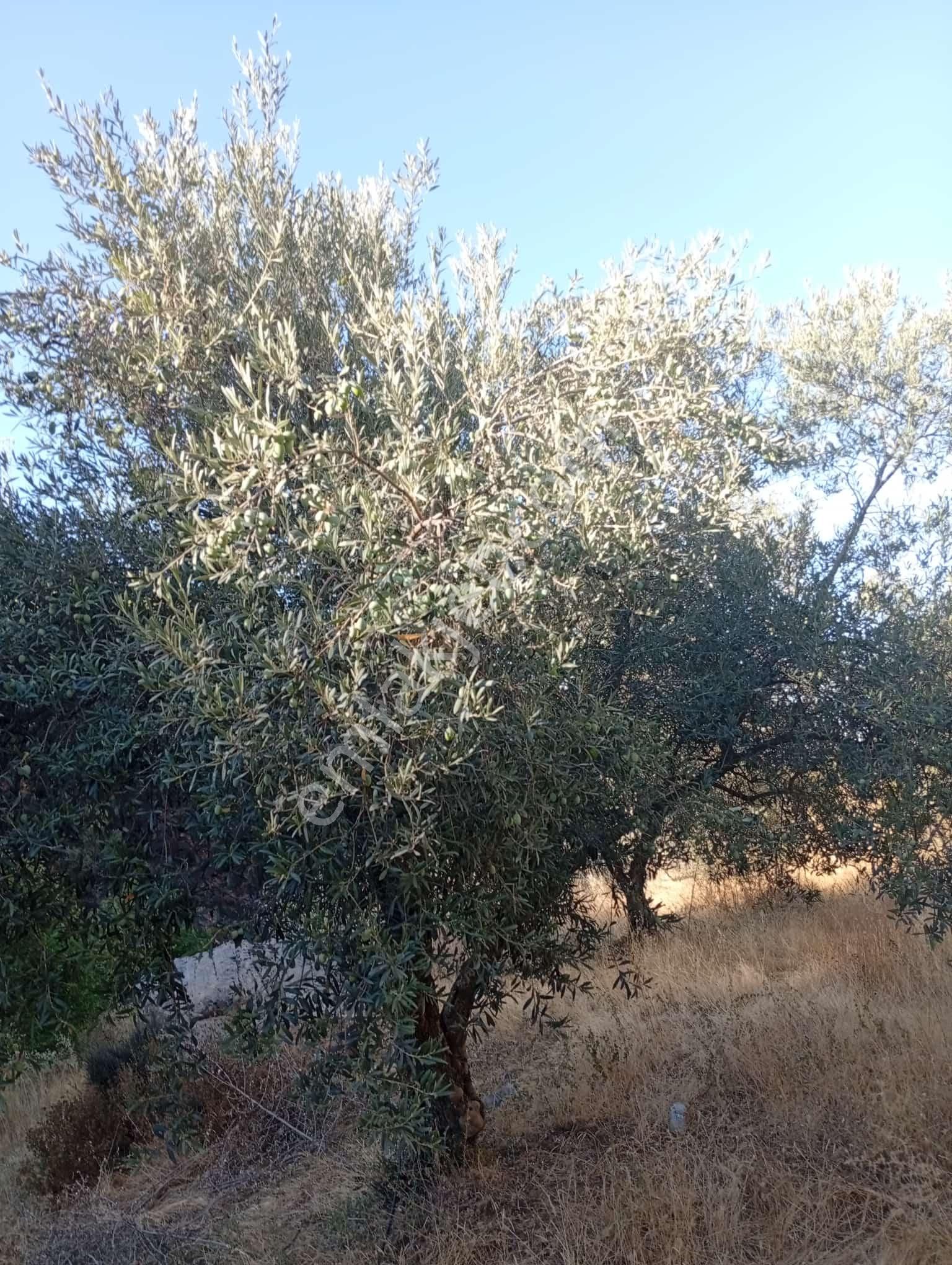 Köyevi Ve Zeytin Bahçesi 6.782 M2 - Görsel 26