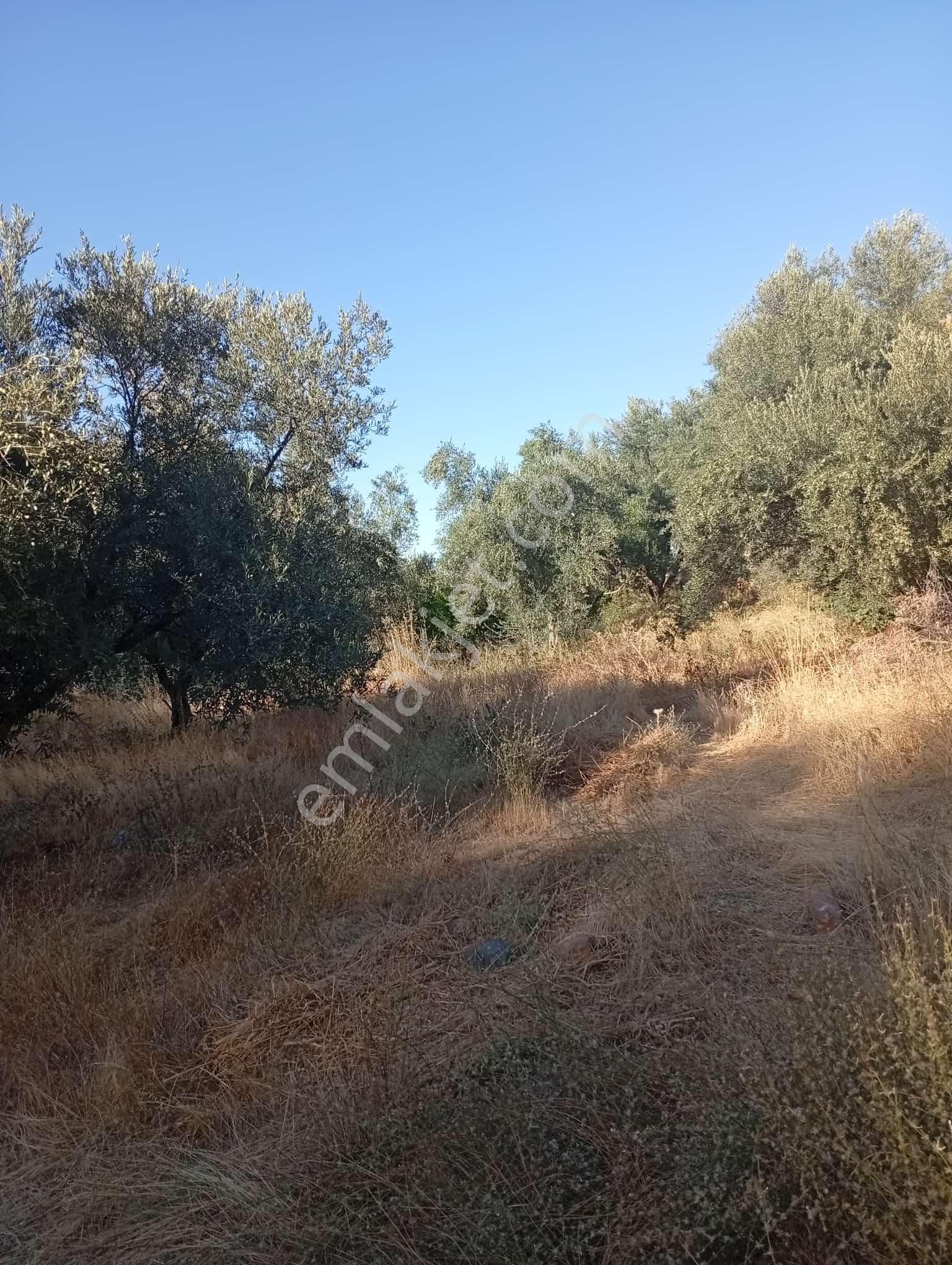Köyevi Ve Zeytin Bahçesi 6.782 M2 - Görsel 28