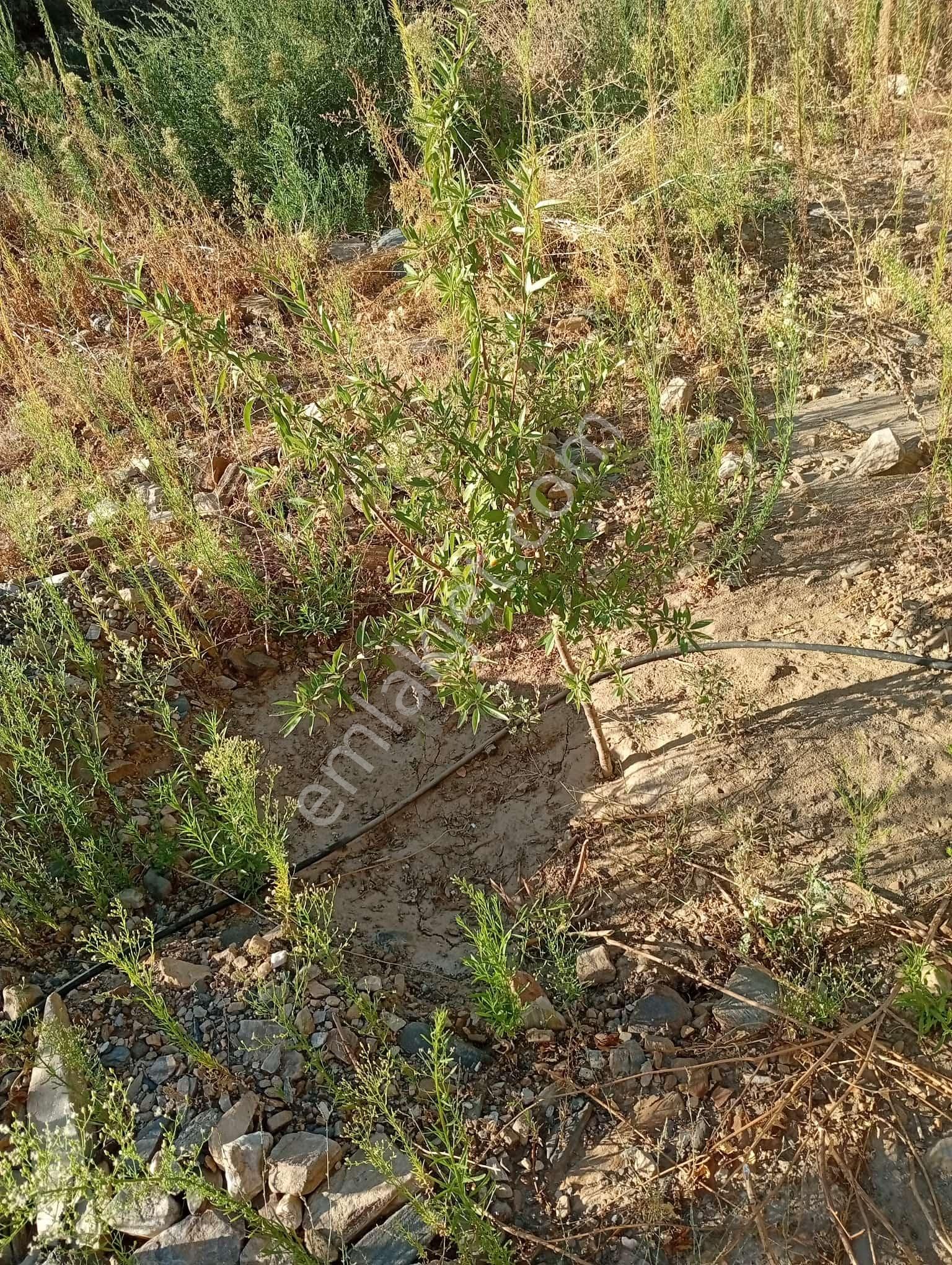 Köyevi Ve Zeytin Bahçesi 6.782 M2 - Görsel 22