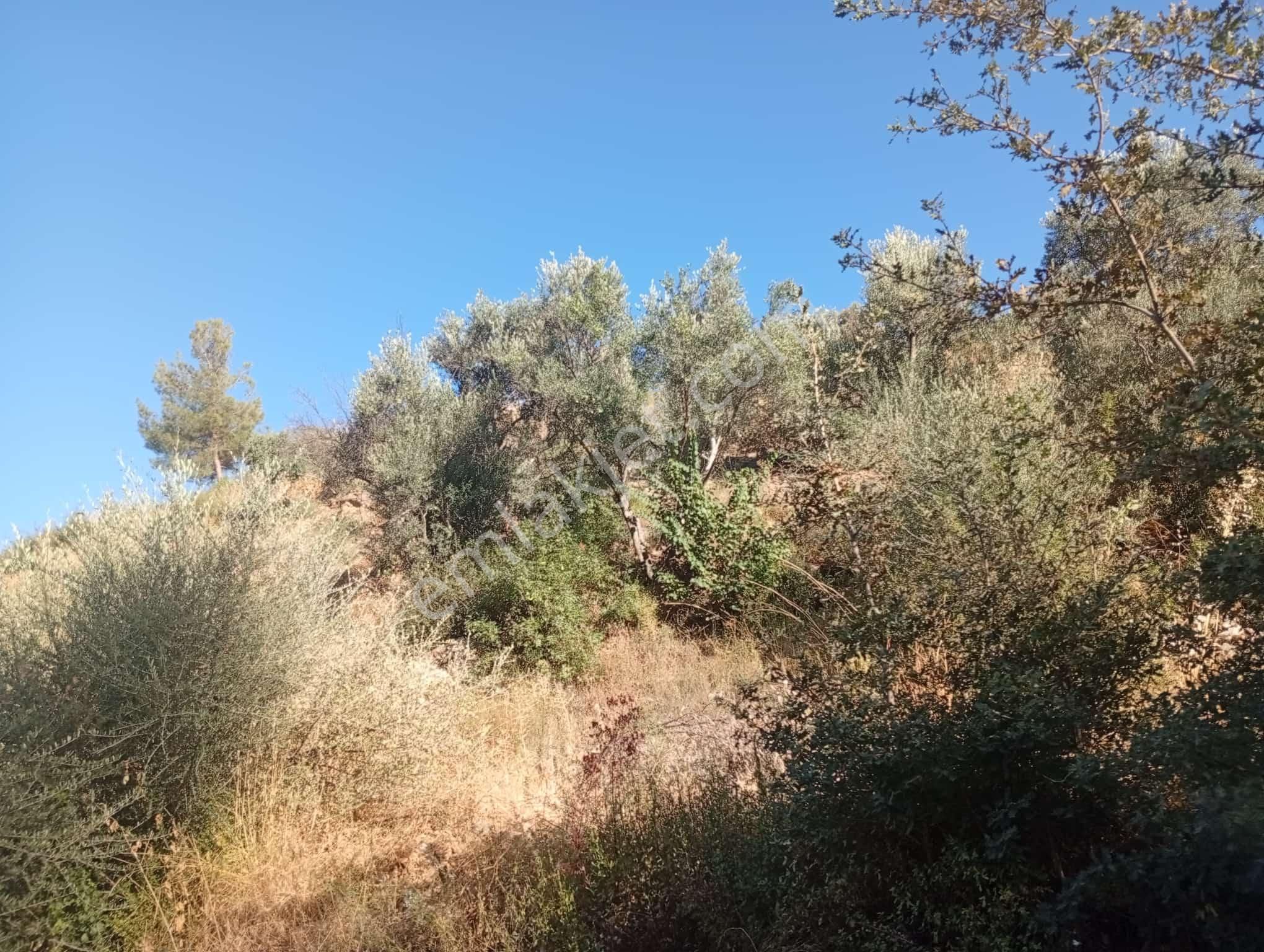 Köyevi Ve Zeytin Bahçesi 6.782 M2 - Görsel 25