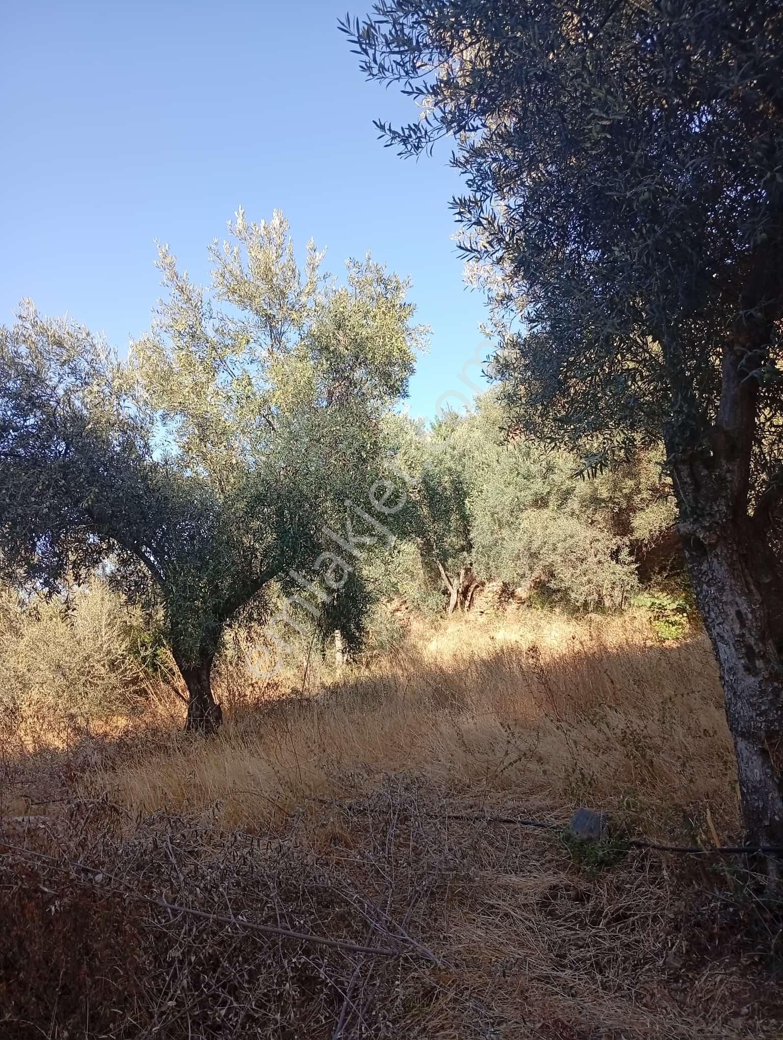 Köyevi Ve Zeytin Bahçesi 6.782 M2 - Görsel 20