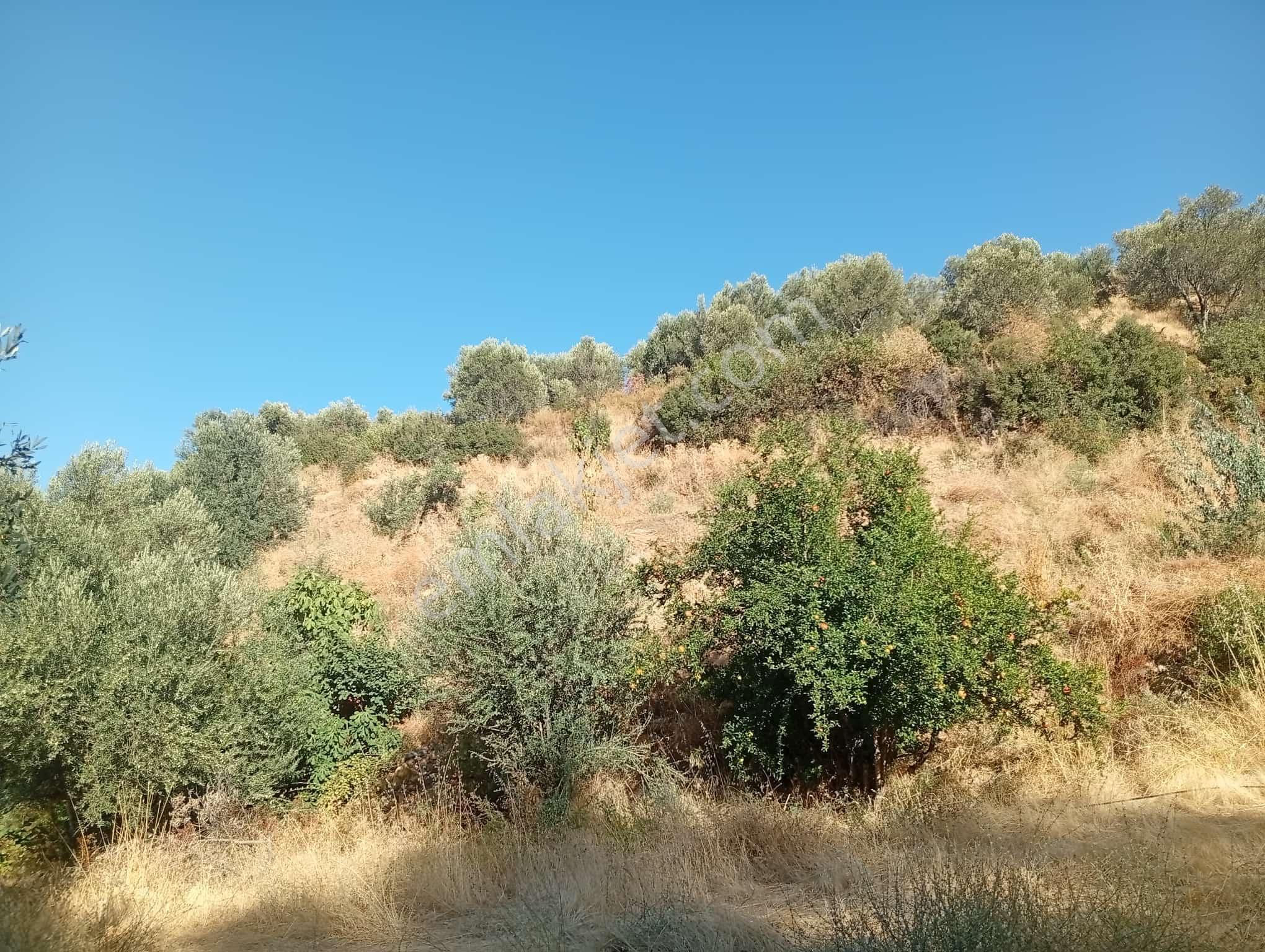 Köyevi Ve Zeytin Bahçesi 6.782 M2 - Görsel 14