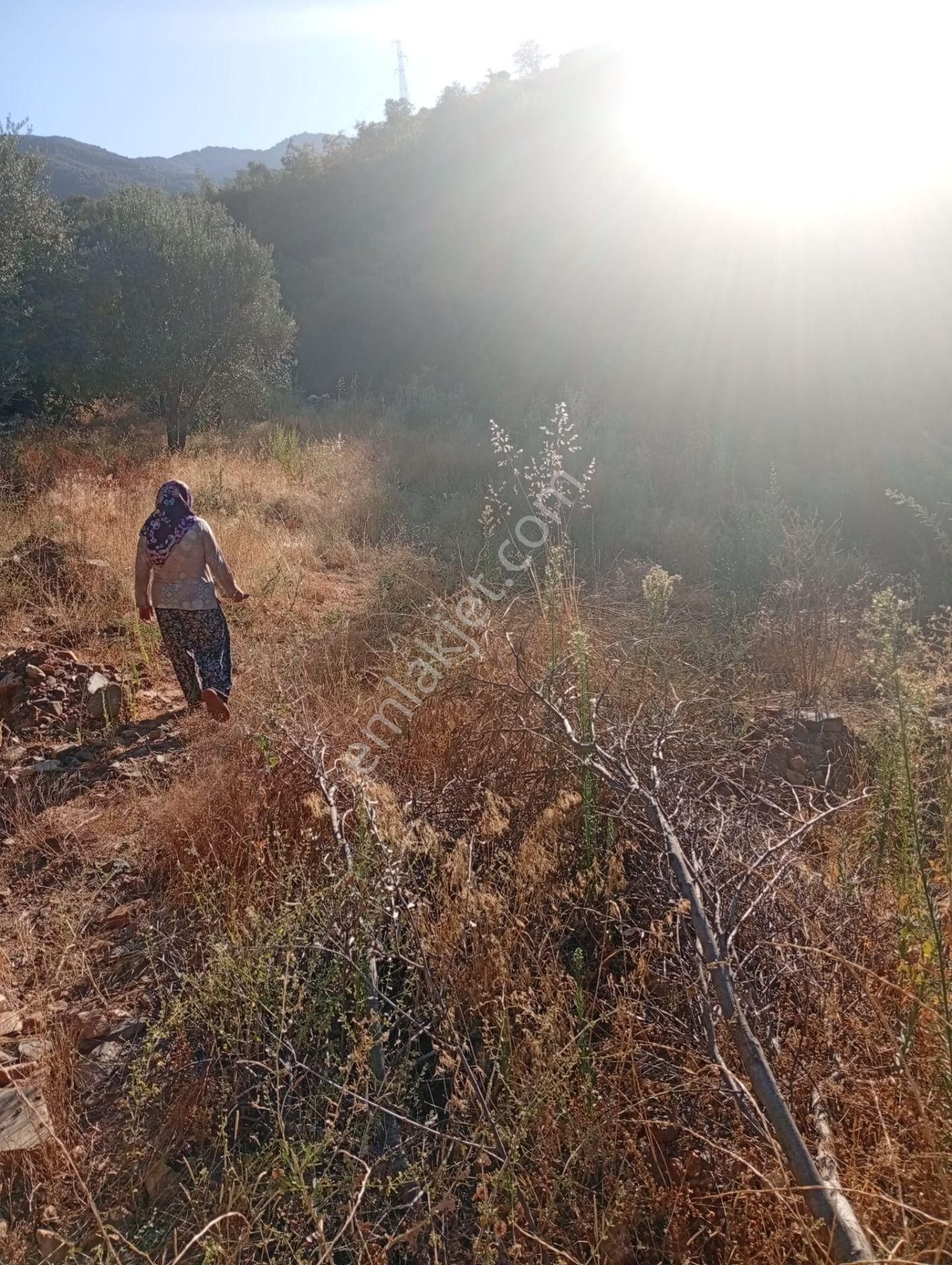 Köyevi Ve Zeytin Bahçesi 6.782 M2 - Görsel 23