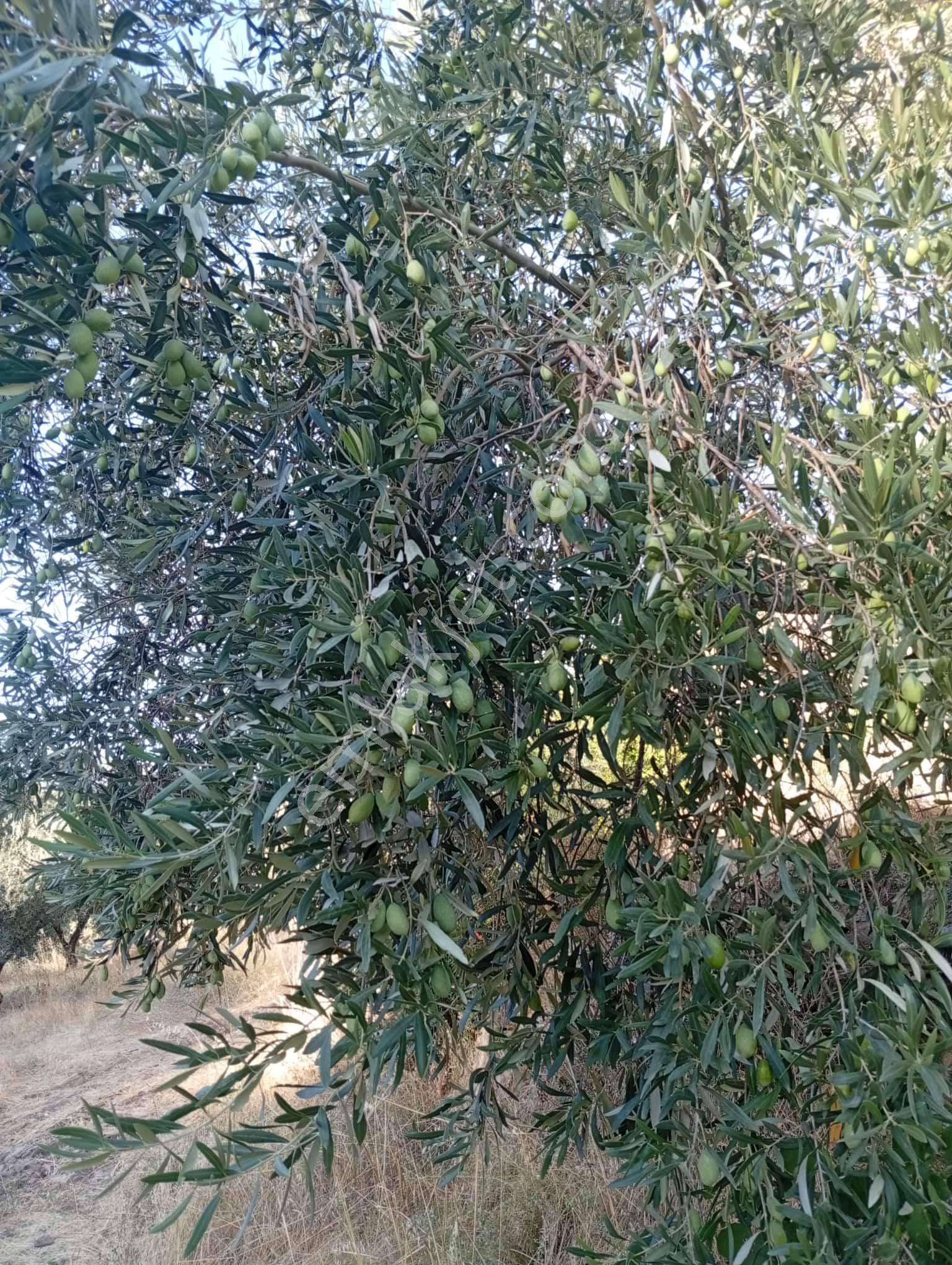 Köyevi Ve Zeytin Bahçesi 6.782 M2 - Görsel 15