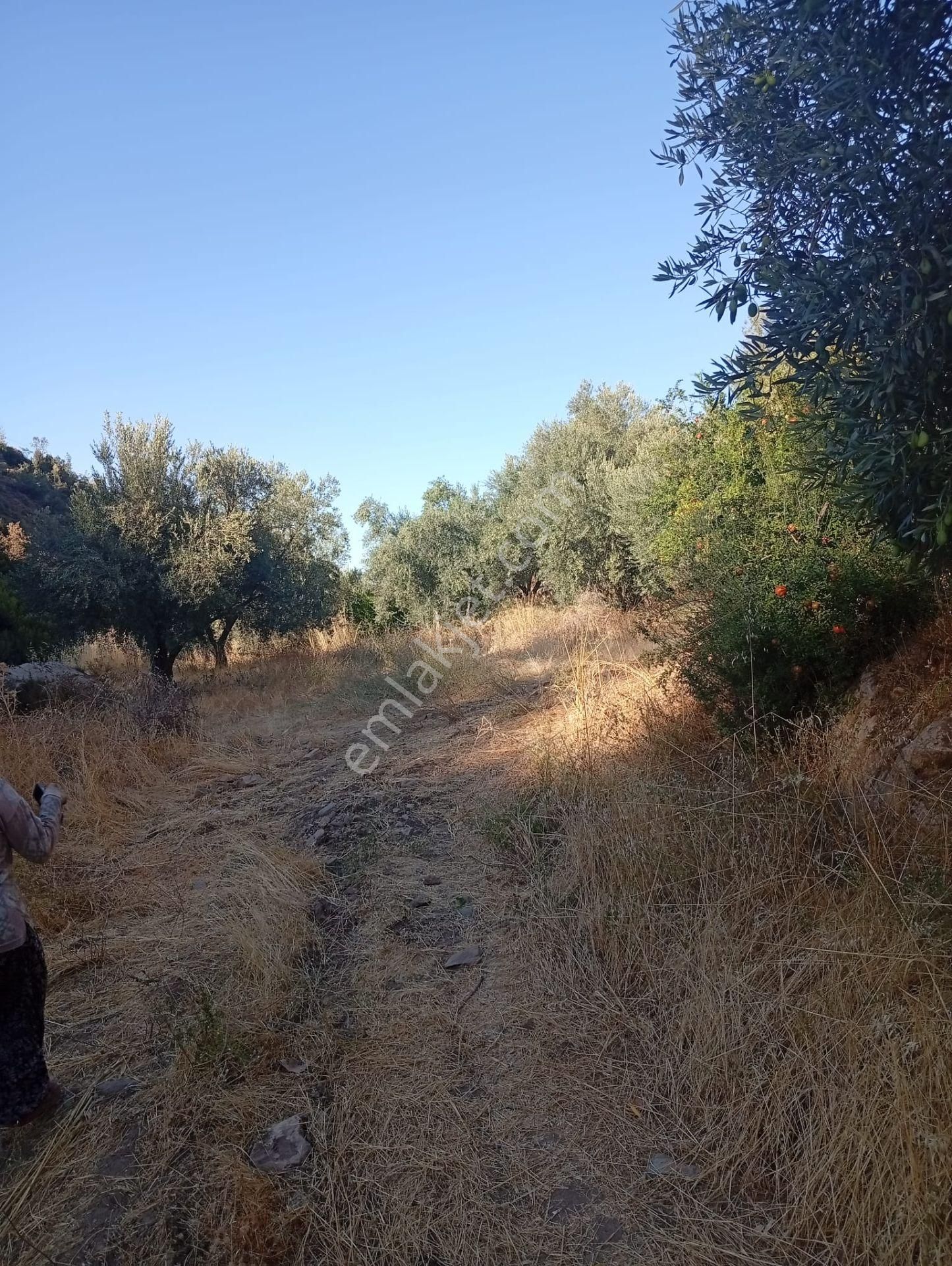Köyevi Ve Zeytin Bahçesi 6.782 M2 - Görsel 30