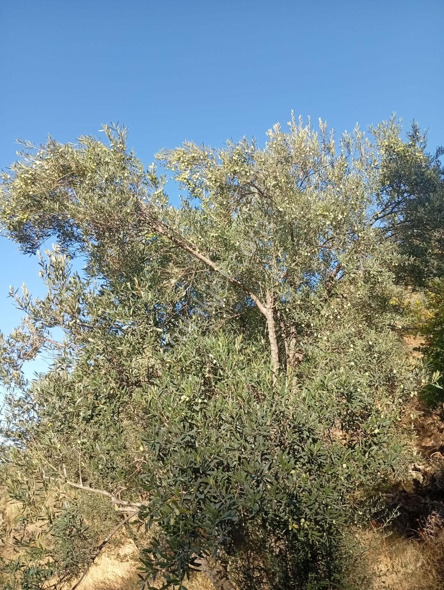 Köyevi Ve Zeytin Bahçesi 6.782 M2 - Görsel 29