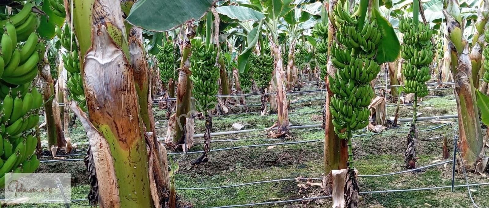 İdamax'tan Taşağıl Çardakta Ana Yola Sıfır 8,5 Dönüm Muz Serası - Görsel 4