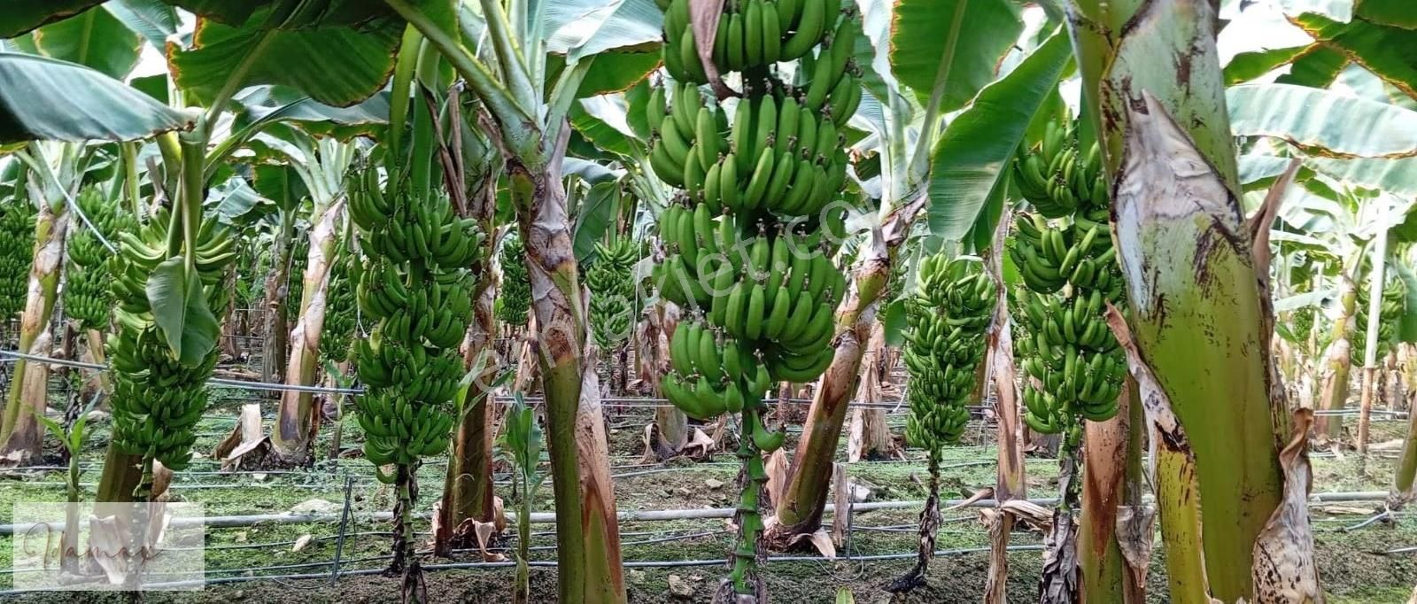 İdamax'tan Taşağıl Çardakta Ana Yola Sıfır 8,5 Dönüm Muz Serası - Görsel 6