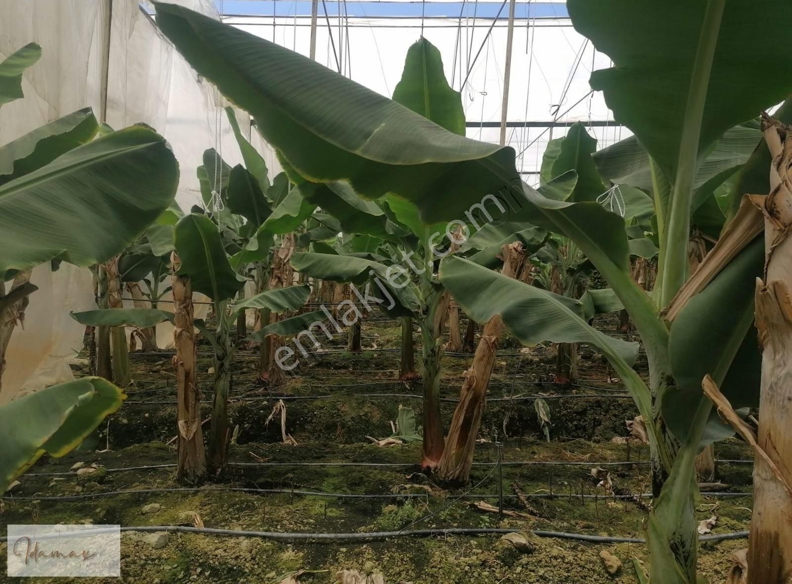 İdamax'tan Taşağıl Çardakta Ana Yola Sıfır 8,5 Dönüm Muz Serası - Görsel 7