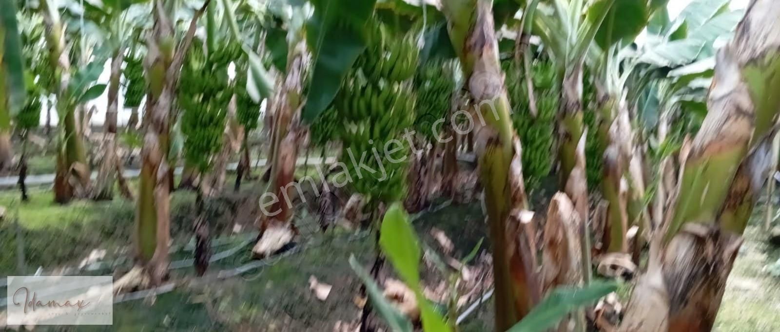 İdamax'tan Taşağıl Çardakta Ana Yola Sıfır 8,5 Dönüm Muz Serası - Görsel 9