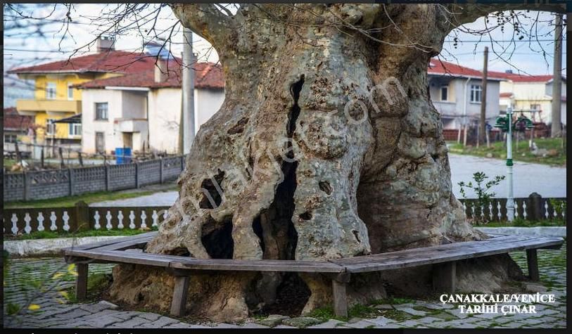 Çanakkale Yenice Çalköy 6.640 M² Müstakil Tarla, Kadastro Yola Cephe - Görsel 22